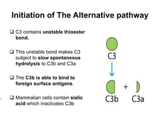 Initiation of The Alternative pathway
 C3 contains unstable thioester
bond.
 This unstable bond makes C3
subject to slow spontaneous
hydrolysis to C3b and C3a
 The C3b is able to bind to
foreign surface antigens.
 Mammalian cells contain sialic
acid which inactivates C3b
 