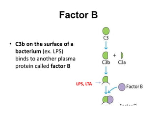 Factor B
• C3b on the surface of a
bacterium (ex. LPS)
binds to another plasma
protein called factor B
LPS, LTA
 
