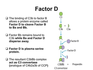 Factor D
 The binding of C3b to factor B
allows a protein enzyme called
Factor D to cleave Factor B
to Ba and Bb.
 Factor Bb remains bound to
C3b while Ba and Factor D
disperse away.
 Factor D is plasma serine
protein.
 The resultant C3bBb complex
act as C3 convertase
(analogue of C4b2a3b of CCP)
 