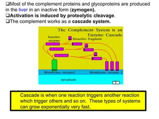 Most of the complement proteins and glycoproteins are produced
in the liver in an inactive form (zymogen).
Activation is induced by proteolytic cleavage.
The complement works as a cascade system.
Cascade is when one reaction triggers another reaction
which trigger others and so on. These types of systems
can grow exponentially very fast.
 