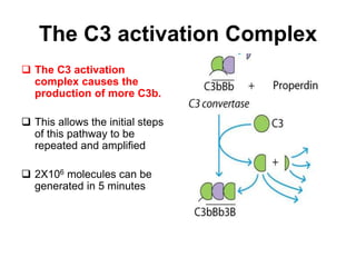 The C3 activation Complex
 The C3 activation
complex causes the
production of more C3b.
 This allows the initial steps
of this pathway to be
repeated and amplified
 2X106 molecules can be
generated in 5 minutes
 