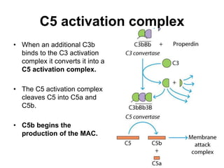 C5 activation complex
• When an additional C3b
binds to the C3 activation
complex it converts it into a
C5 activation complex.
• The C5 activation complex
cleaves C5 into C5a and
C5b.
• C5b begins the
production of the MAC.
 
