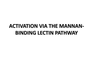 ACTIVATION VIA THE MANNAN-
BINDING LECTIN PATHWAY
 
