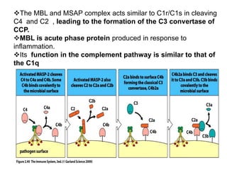 The MBL and MSAP complex acts similar to C1r/C1s in cleaving
C4 and C2 , leading to the formation of the C3 convertase of
CCP.
MBL is acute phase protein produced in response to
inflammation.
Its function in the complement pathway is similar to that of
the C1q
 