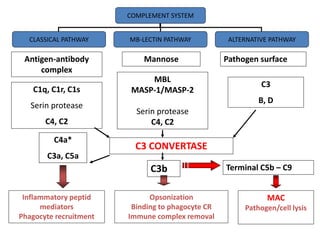 Antigen-antibody
complex
Mannose Pathogen surface
C1q, C1r, C1s
Serin protease
C4, C2
MBL
MASP-1/MASP-2
Serin protease
C4, C2
C3
B, D
COMPLEMENT SYSTEM
CLASSICAL PATHWAY MB-LECTIN PATHWAY ALTERNATIVE PATHWAY
C3 CONVERTASE
C4a*
C3a, C5a
Inflammatory peptid
mediators
Phagocyte recruitment
C3b
Opsonization
Binding to phagocyte CR
Immune complex removal
Terminal C5b – C9
MAC
Pathogen/cell lysis
 