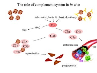 inflammation
The role of complement system in in vivo
Alternative, lectin & classical pathway
C3
C3b
opsonization
phagocytosis
C3b
C3bC3b
C3b
C5a
C4aC3a
MAC
lysis
 