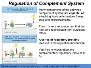 Many components of the activated
complement system are capable of
attacking host cells besides foreign
cells and microorganisms.
Thus it is very very important that the
host cells to protected from autologus
attack.
A series of regulatory proteins
involved in the regulation mechanism.
Very little is known about the
complementary regulatory proteins in
fish
Regulation of Complement System
Regulatory proteins on human cells protect them from complement-mediated attack
 