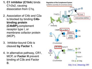 1. C1 inhibitor (C1Inh) binds
C1r2s2, causing
dissociation from C1q.
2. Association of C4b and C2a
is blocked by binding C4b-
binding protein
(C4bBP),complement
receptor type I, or
membrane cofactor protein
(MCP).
3. Inhibitor-bound C4b is
cleaved by Factor 1.
4. In alternative pathway, CR1,
MCP, or Factor H prevent
binding of C3b and Factor
B.
 