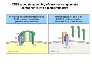 CD59 prevents assembly of terminal complement
components into a membrane pore
 