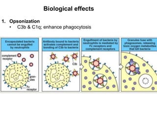 1. Opsonization
• C3b & C1q; enhance phagocytosis
Biological effects
 