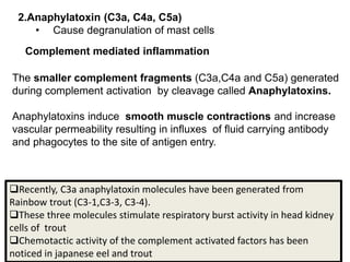 Complement mediated inflammation
The smaller complement fragments (C3a,C4a and C5a) generated
during complement activation by cleavage called Anaphylatoxins.
Anaphylatoxins induce smooth muscle contractions and increase
vascular permeability resulting in influxes of fluid carrying antibody
and phagocytes to the site of antigen entry.
Recently, C3a anaphylatoxin molecules have been generated from
Rainbow trout (C3-1,C3-3, C3-4).
These three molecules stimulate respiratory burst activity in head kidney
cells of trout
Chemotactic activity of the complement activated factors has been
noticed in japanese eel and trout
2.Anaphylatoxin (C3a, C4a, C5a)
• Cause degranulation of mast cells
 