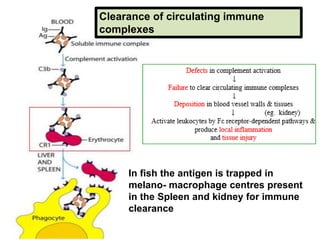 Clearance of circulating immune
complexes
In fish the antigen is trapped in
melano- macrophage centres present
in the Spleen and kidney for immune
clearance
 