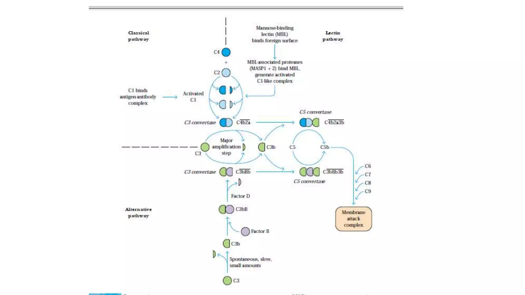 Complement system