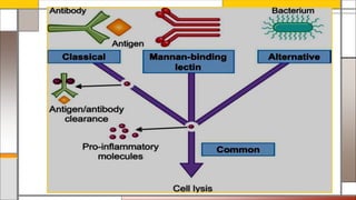 Complement system | PPTX
