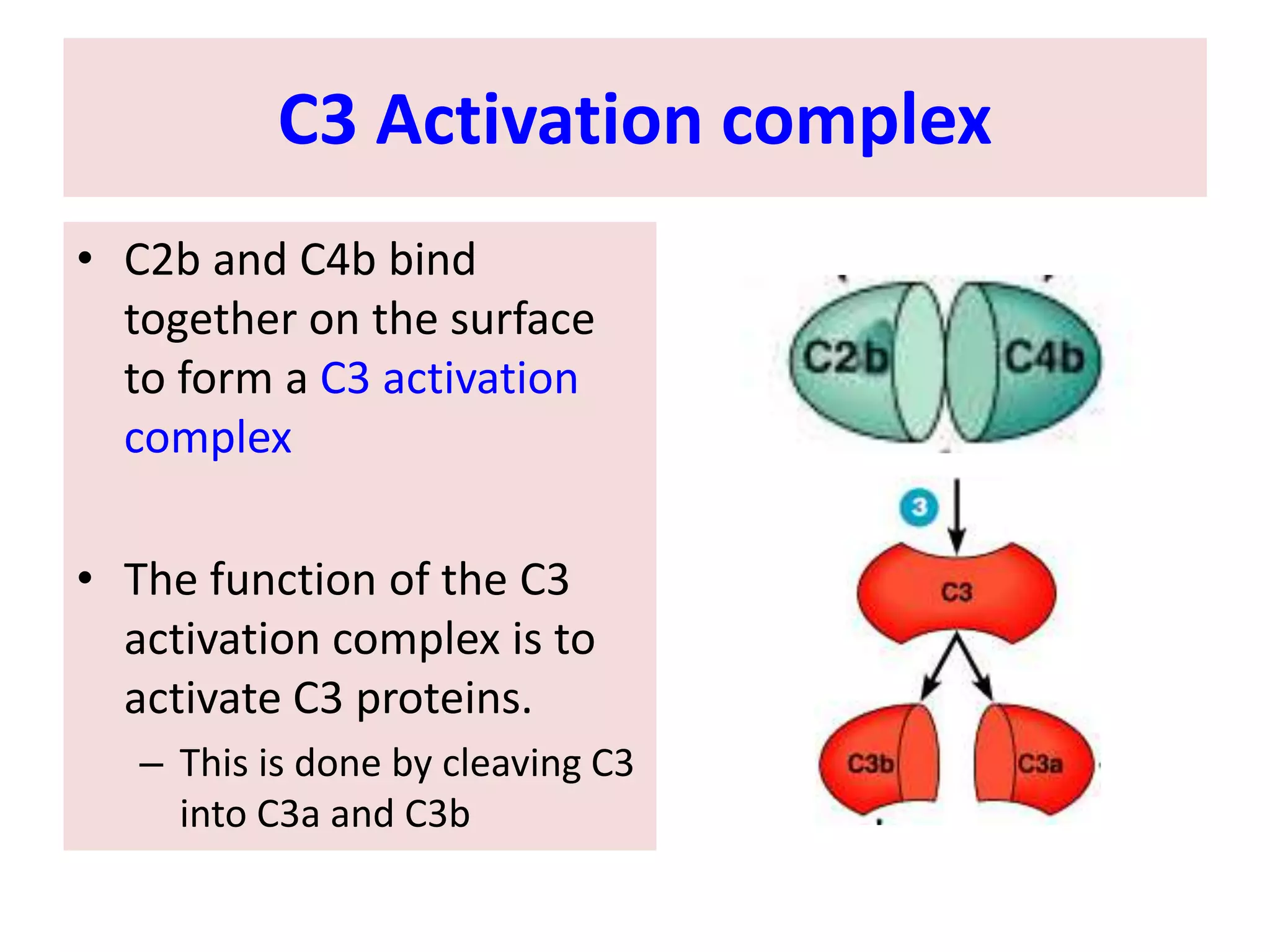 C3 Activation complex
• C2b and C4b bind
together on the surface
to form a C3 activation
complex
• The function of the C3
activation complex is to
activate C3 proteins.
– This is done by cleaving C3
into C3a and C3b
 