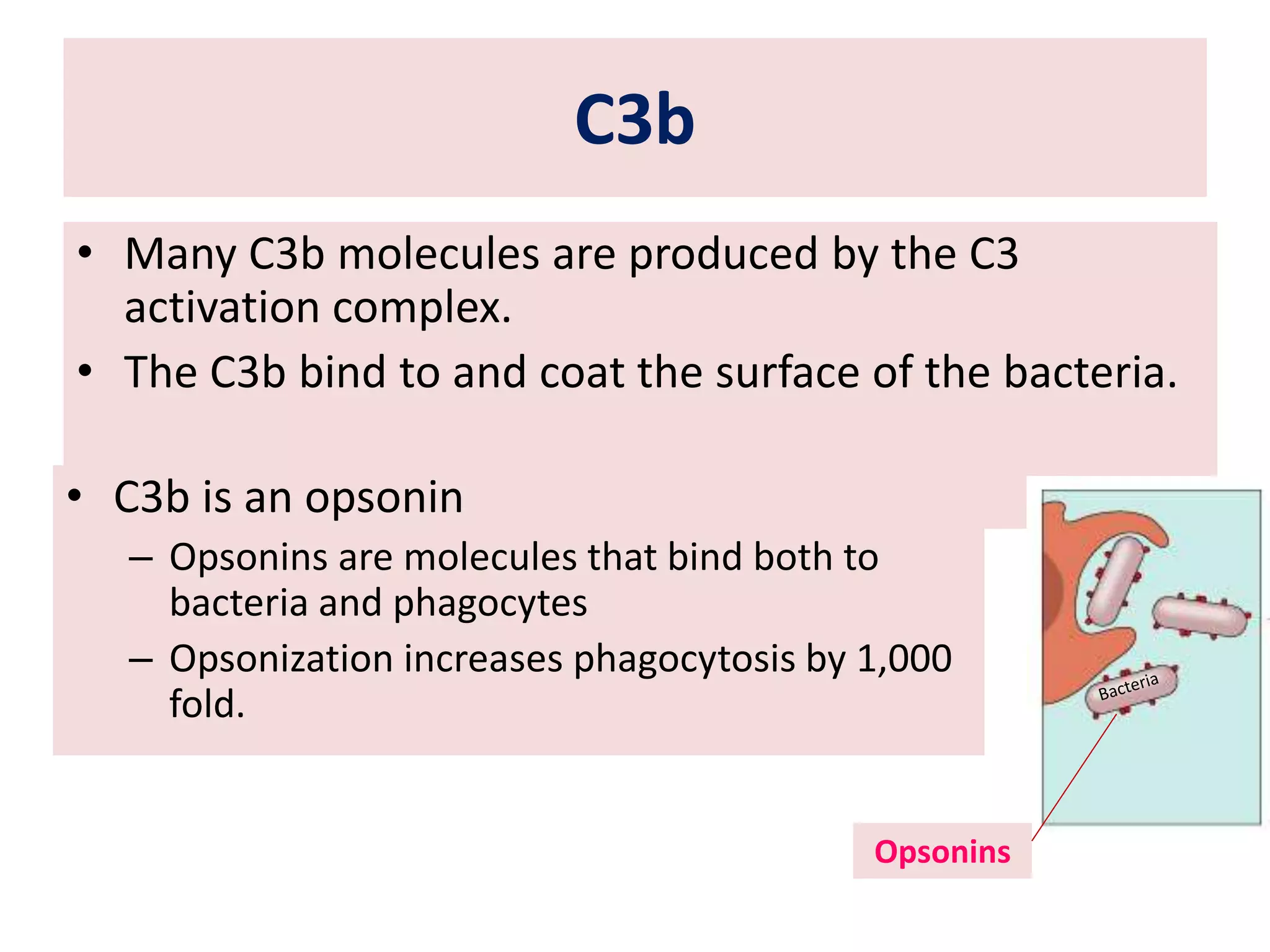 C3b
• Many C3b molecules are produced by the C3
activation complex.
• The C3b bind to and coat the surface of the bacteria.
• C3b is an opsonin
– Opsonins are molecules that bind both to
bacteria and phagocytes
– Opsonization increases phagocytosis by 1,000
fold.
Opsonins
 