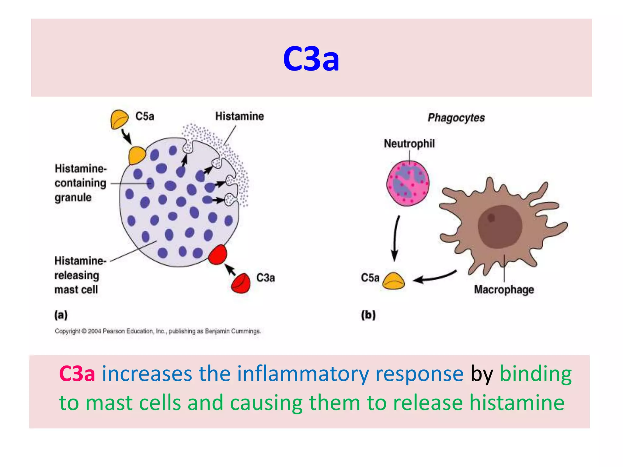 C3a
C3a increases the inflammatory response by binding
to mast cells and causing them to release histamine
 