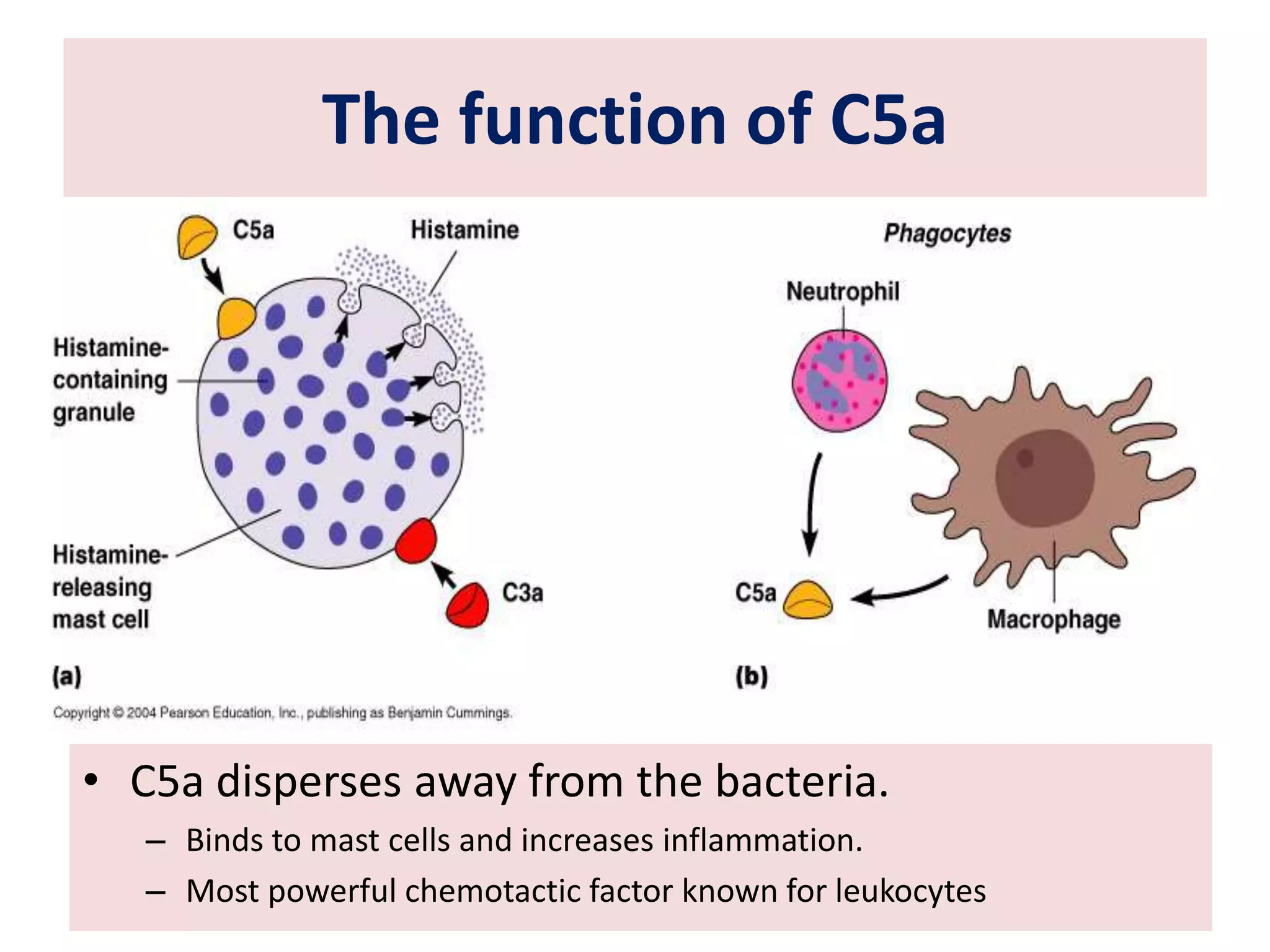 The function of C5a
• C5a disperses away from the bacteria.
– Binds to mast cells and increases inflammation.
– Most powerful chemotactic factor known for leukocytes
 