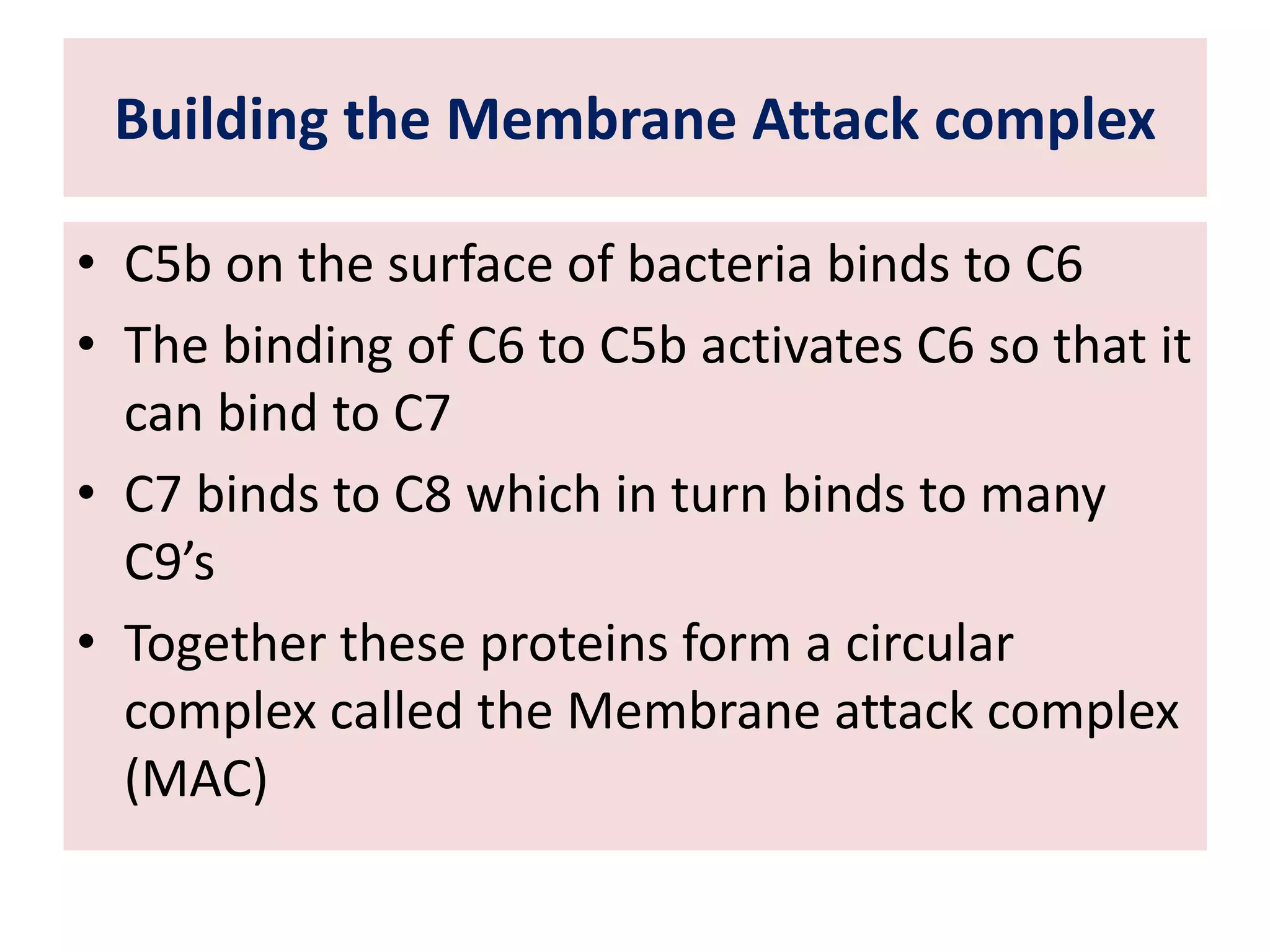 Building the Membrane Attack complex
• C5b on the surface of bacteria binds to C6
• The binding of C6 to C5b activates C6 so that it
can bind to C7
• C7 binds to C8 which in turn binds to many
C9’s
• Together these proteins form a circular
complex called the Membrane attack complex
(MAC)
 