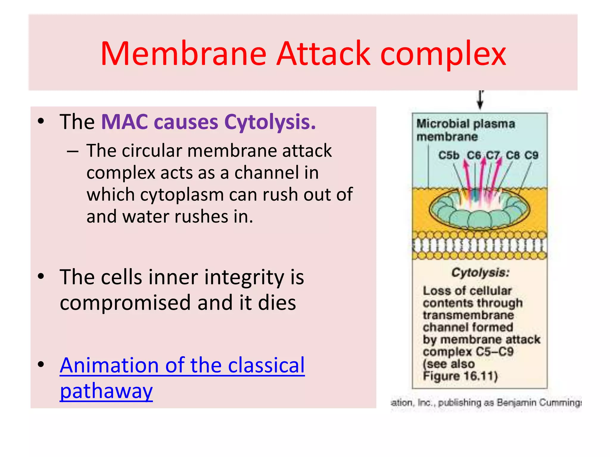Membrane Attack complex
• The MAC causes Cytolysis.
– The circular membrane attack
complex acts as a channel in
which cytoplasm can rush out of
and water rushes in.
• The cells inner integrity is
compromised and it dies
• Animation of the classical
pathaway
 