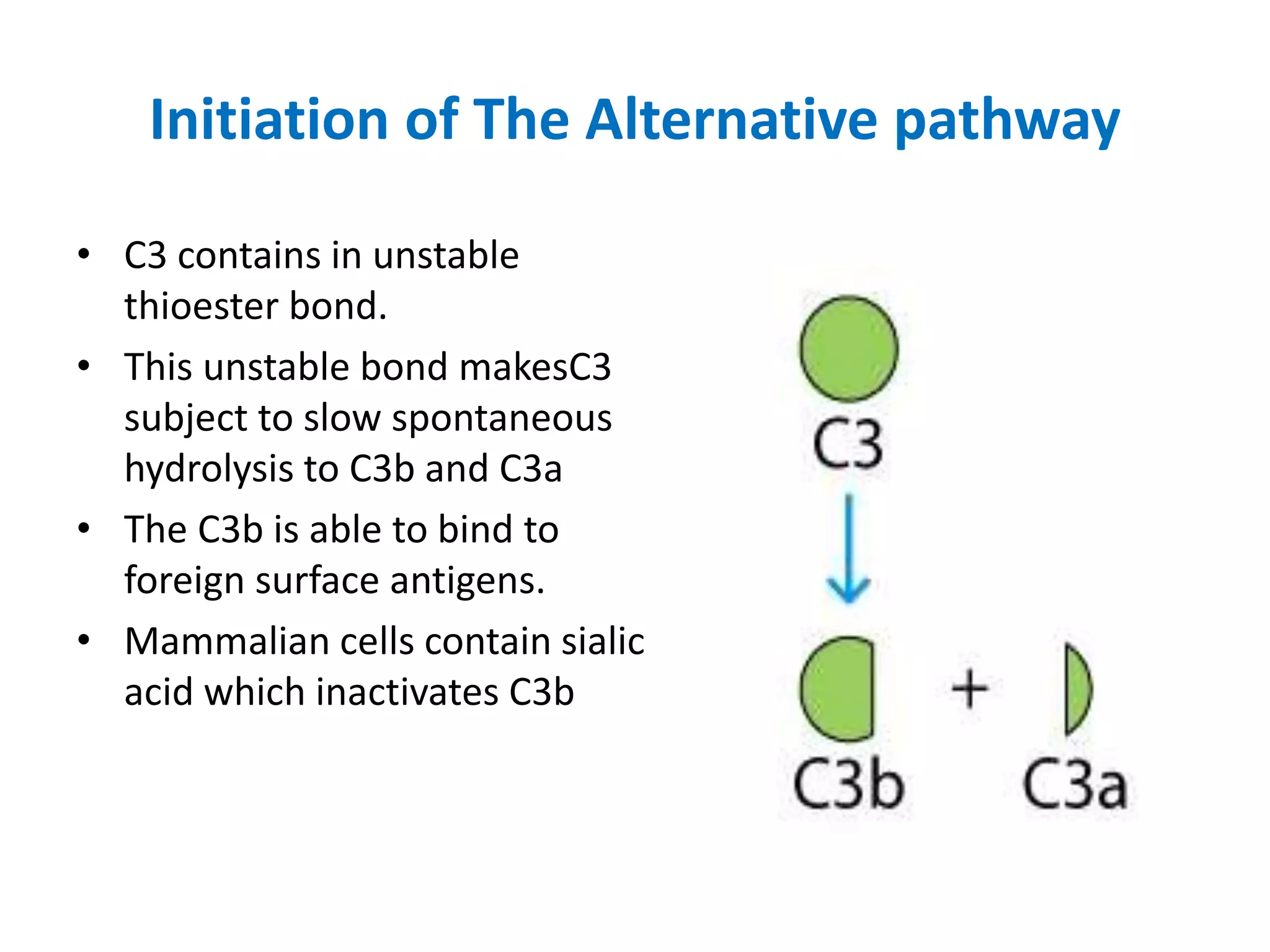 Initiation of The Alternative pathway
• C3 contains in unstable
thioester bond.
• This unstable bond makesC3
subject to slow spontaneous
hydrolysis to C3b and C3a
• The C3b is able to bind to
foreign surface antigens.
• Mammalian cells contain sialic
acid which inactivates C3b
 