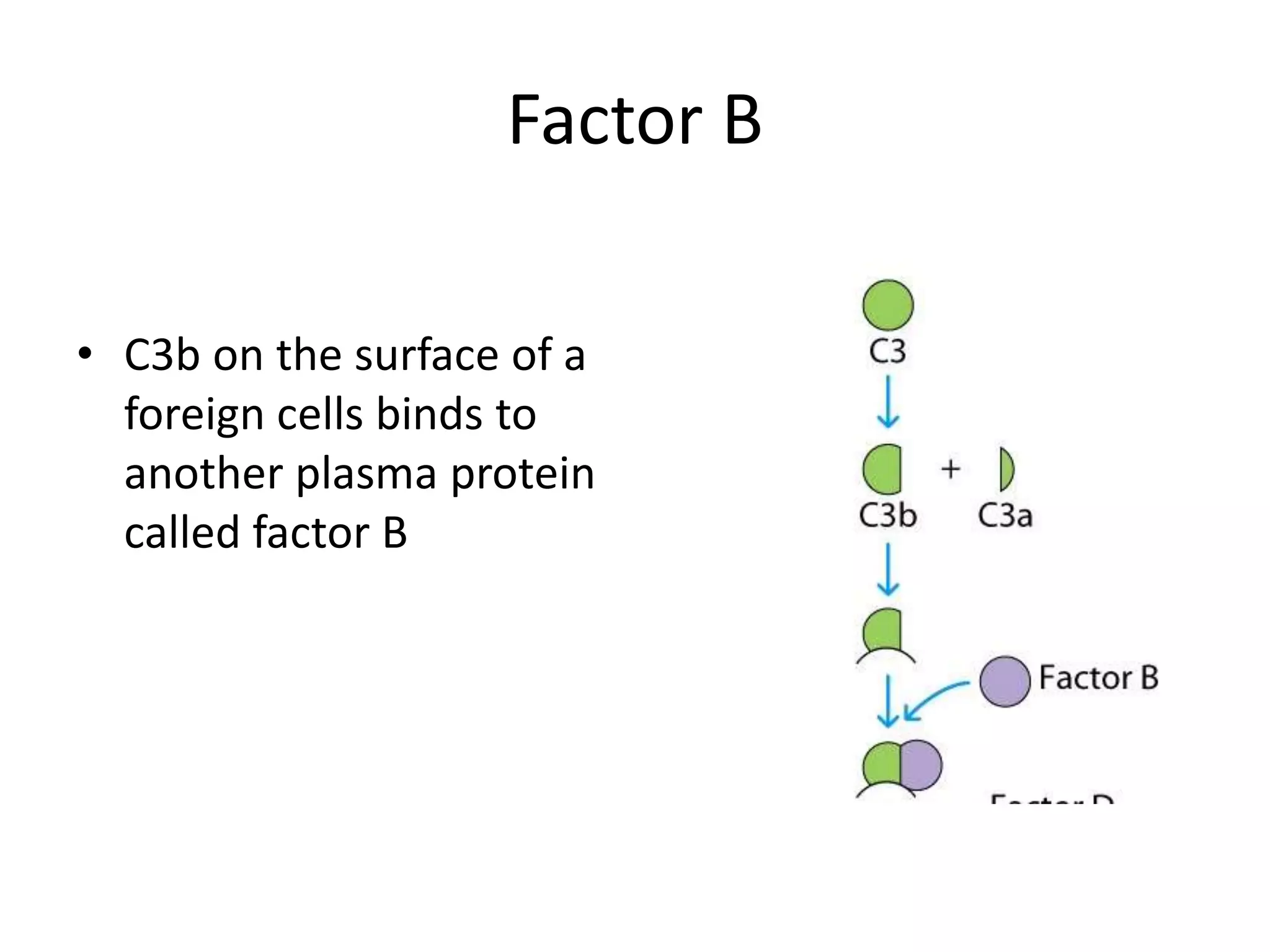 Factor B
• C3b on the surface of a
foreign cells binds to
another plasma protein
called factor B
 