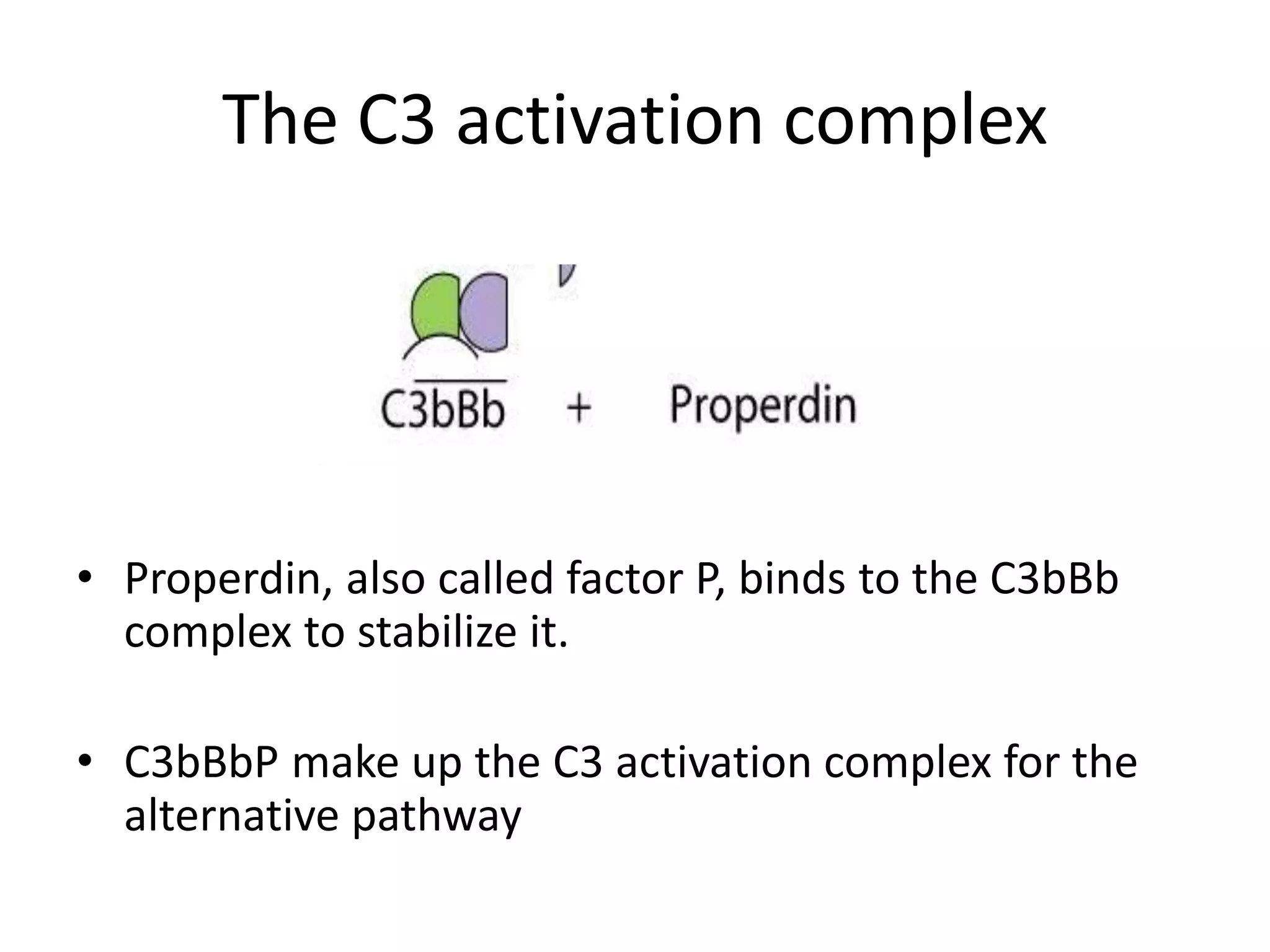 The C3 activation complex
• Properdin, also called factor P, binds to the C3bBb
complex to stabilize it.
• C3bBbP make up the C3 activation complex for the
alternative pathway
 
