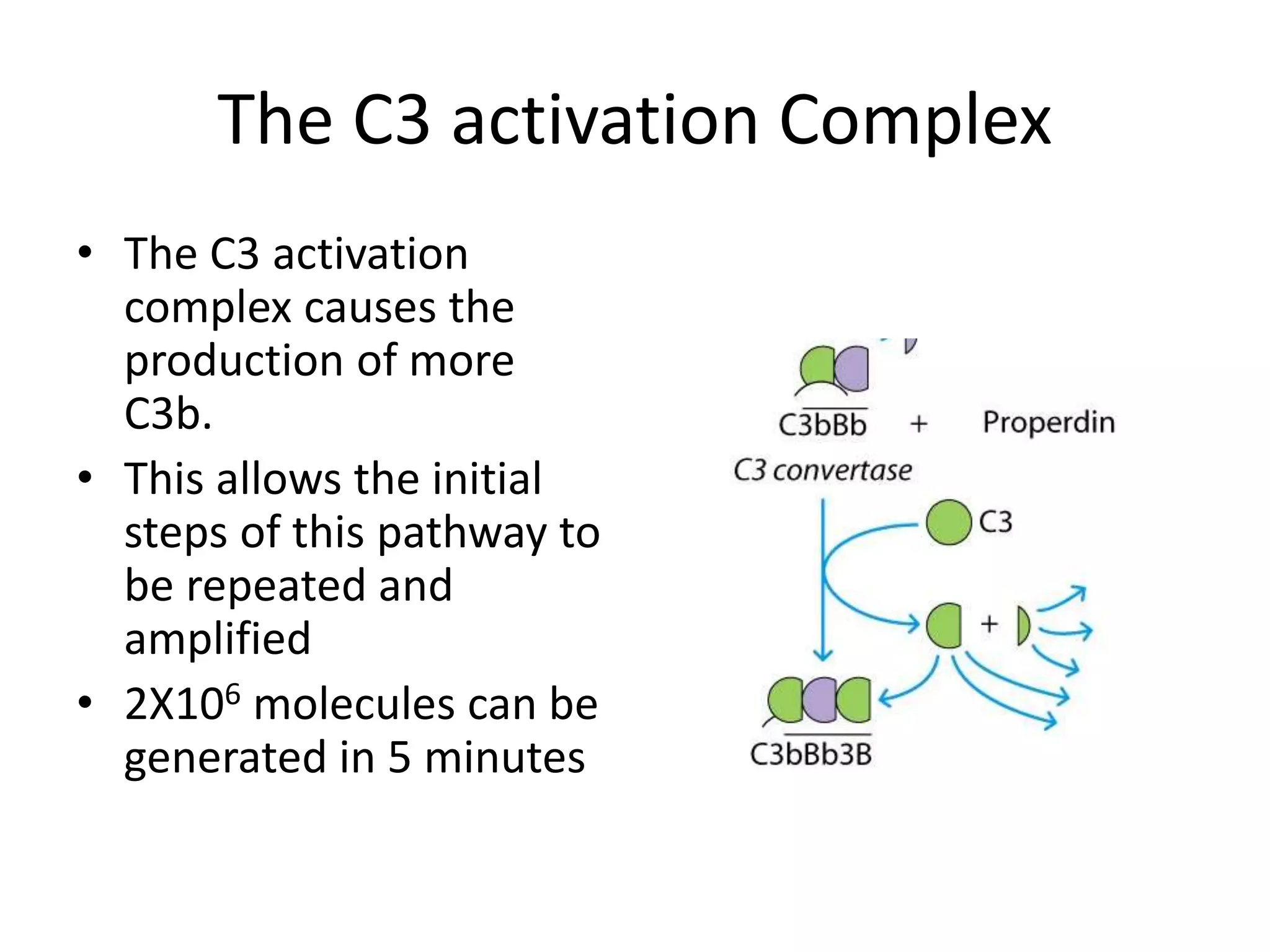 The C3 activation Complex
• The C3 activation
complex causes the
production of more
C3b.
• This allows the initial
steps of this pathway to
be repeated and
amplified
• 2X106 molecules can be
generated in 5 minutes
 