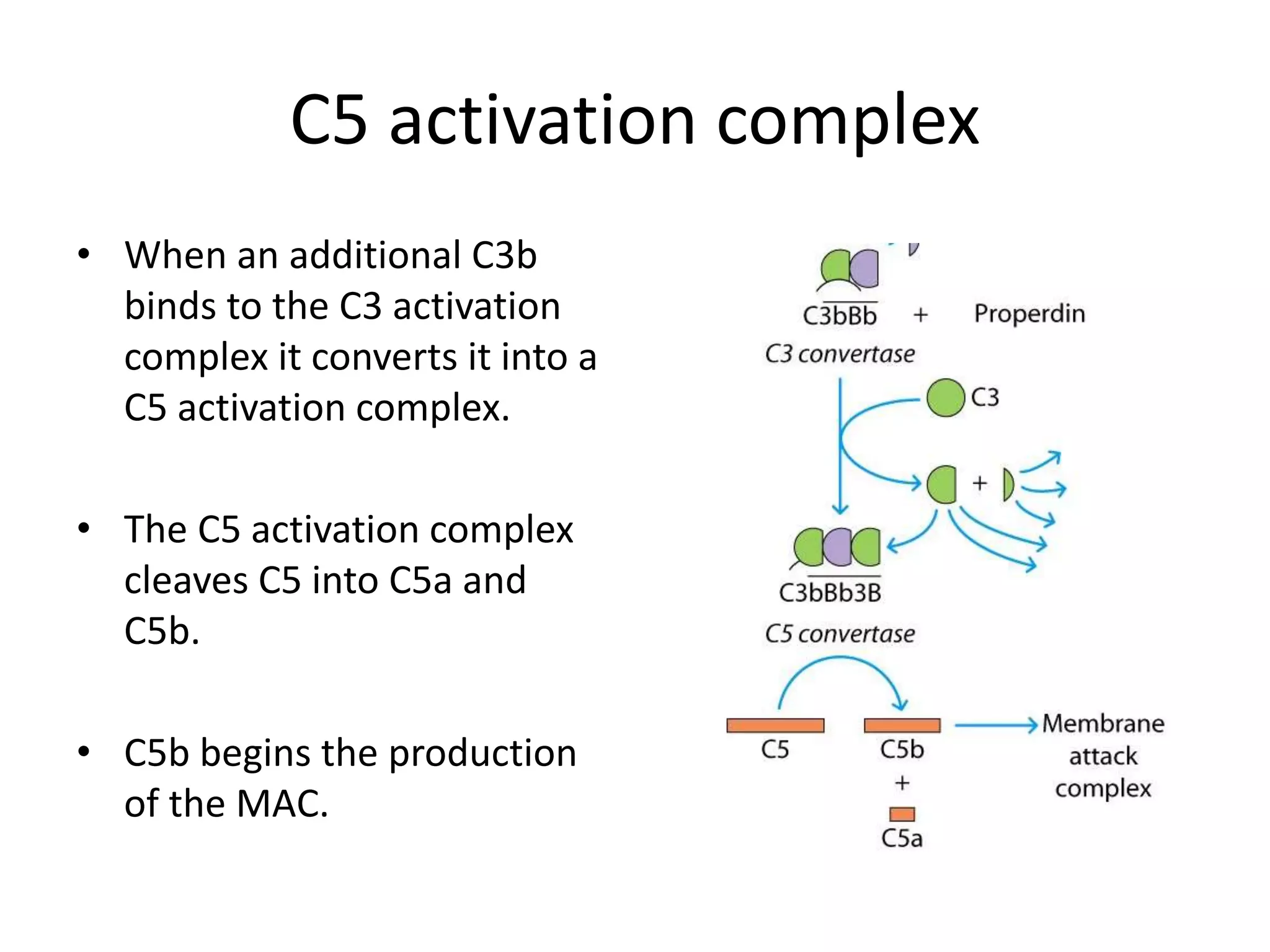 C5 activation complex
• When an additional C3b
binds to the C3 activation
complex it converts it into a
C5 activation complex.
• The C5 activation complex
cleaves C5 into C5a and
C5b.
• C5b begins the production
of the MAC.
 
