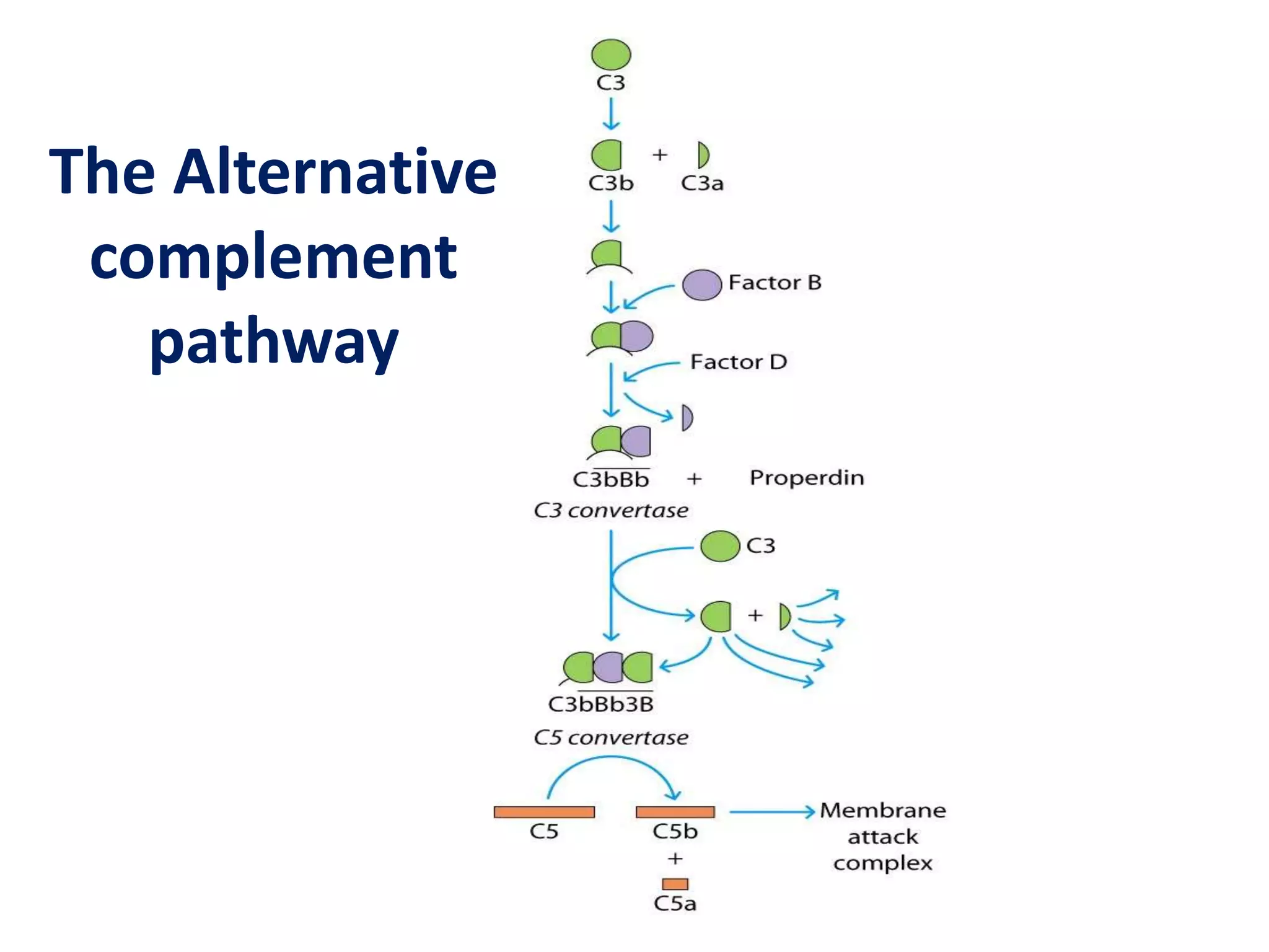 The Alternative
complement
pathway
 