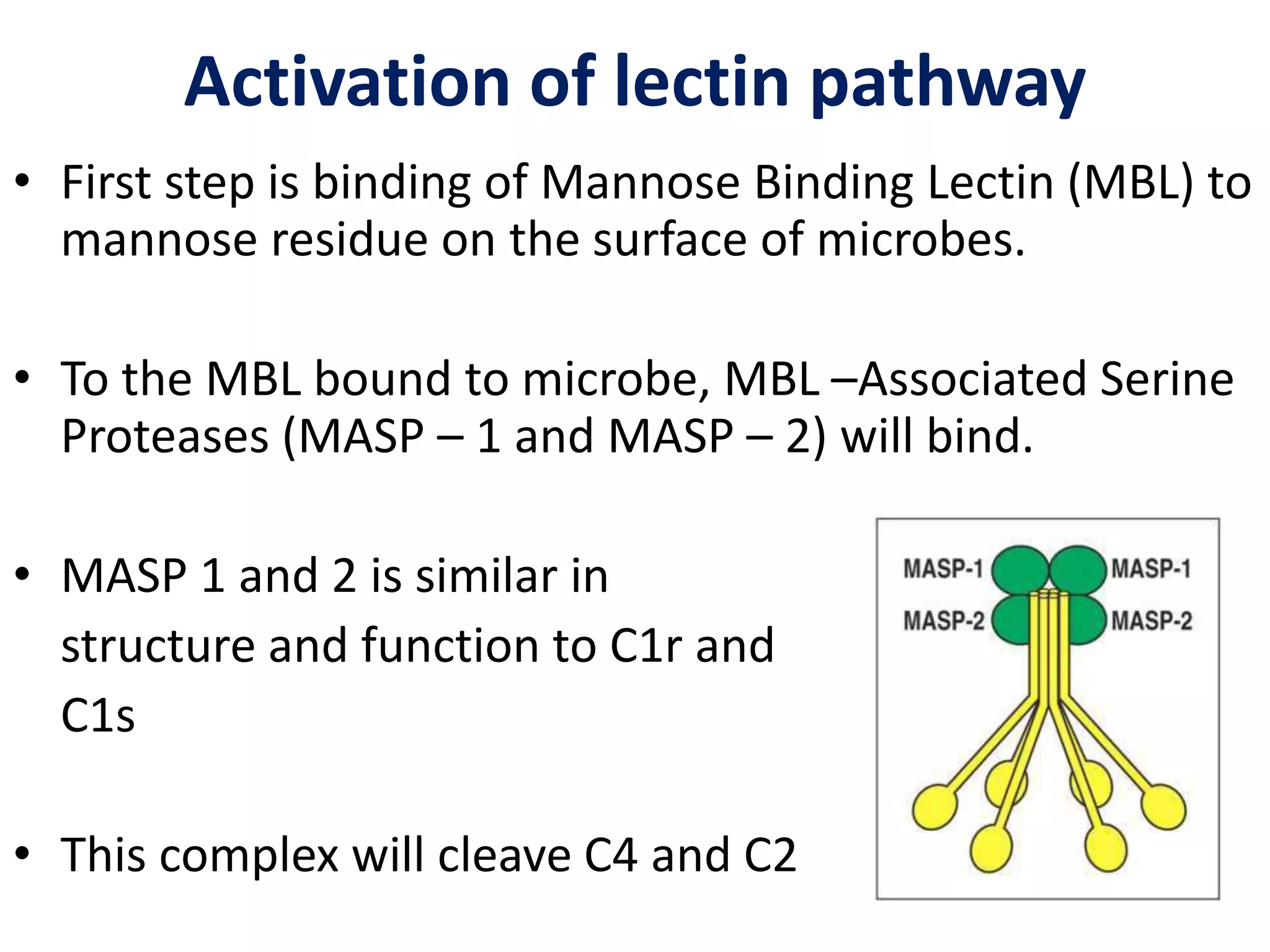 Activation of lectin pathway
• First step is binding of Mannose Binding Lectin (MBL) to
mannose residue on the surface of microbes.
• To the MBL bound to microbe, MBL –Associated Serine
Proteases (MASP – 1 and MASP – 2) will bind.
• MASP 1 and 2 is similar in
structure and function to C1r and
C1s
• This complex will cleave C4 and C2
 