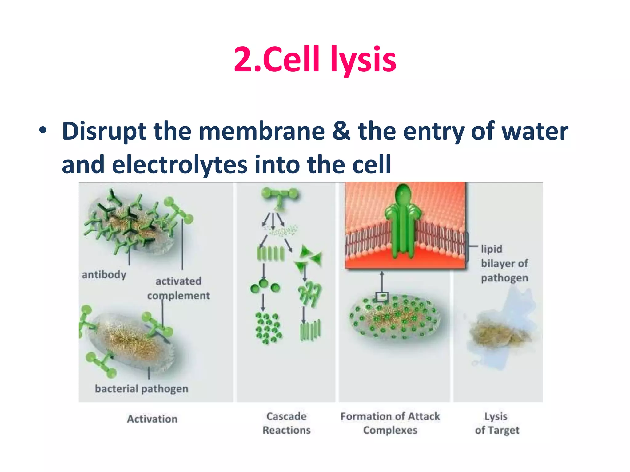 2.Cell lysis
• Disrupt the membrane & the entry of water
and electrolytes into the cell
 