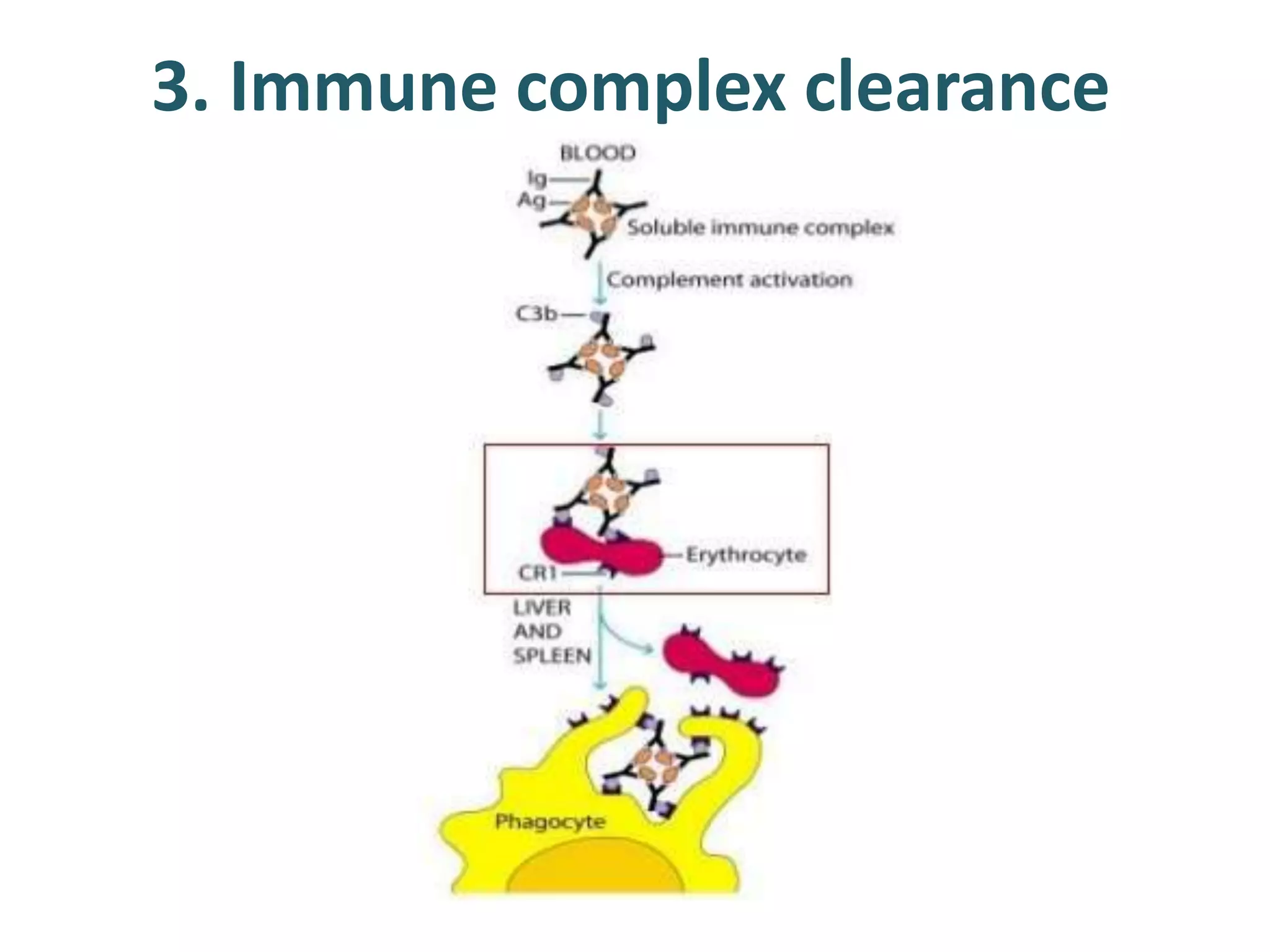 3. Immune complex clearance
 