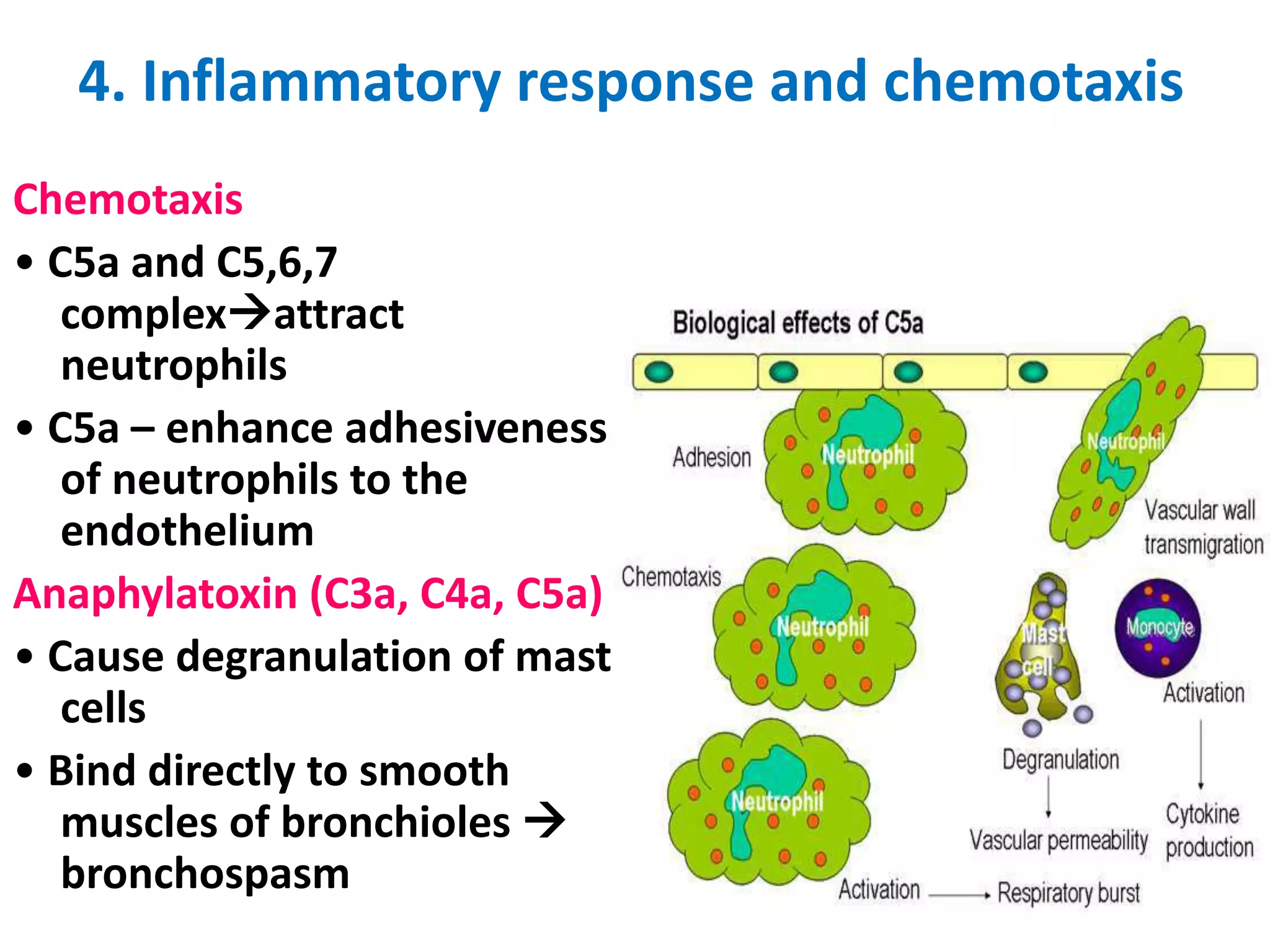 4. Inflammatory response and chemotaxis
Chemotaxis
• C5a and C5,6,7
complexattract
neutrophils
• C5a – enhance adhesiveness
of neutrophils to the
endothelium
Anaphylatoxin (C3a, C4a, C5a)
• Cause degranulation of mast
cells
• Bind directly to smooth
muscles of bronchioles 
bronchospasm
 