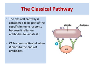 The Classical Pathway
• The classical pathway is
considered to be part of the
specific immune response
because it relies on
antibodies to initiate it.
• C1 becomes activated when
it binds to the ends of
antibodies
 