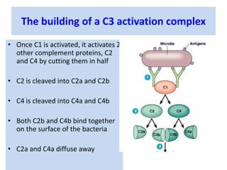 The building of a C3 activation complex
• Once C1 is activated, it activates 2
other complement proteins, C2
and C4 by cutting them in half
• C2 is cleaved into C2a and C2b
• C4 is cleaved into C4a and C4b
• Both C2b and C4b bind together
on the surface of the bacteria
• C2a and C4a diffuse away
 