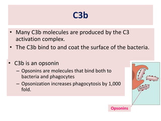 C3b
• Many C3b molecules are produced by the C3
activation complex.
• The C3b bind to and coat the surface of the bacteria.
• C3b is an opsonin
– Opsonins are molecules that bind both to
bacteria and phagocytes
– Opsonization increases phagocytosis by 1,000
fold.
Opsonins
 