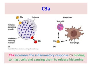 C3a
C3a increases the inflammatory response by binding
to mast cells and causing them to release histamine
 