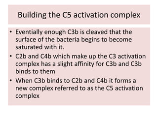 Building the C5 activation complex
• Eventially enough C3b is cleaved that the
surface of the bacteria begins to become
saturated with it.
• C2b and C4b which make up the C3 activation
complex has a slight affinity for C3b and C3b
binds to them
• When C3b binds to C2b and C4b it forms a
new complex referred to as the C5 activation
complex
 
