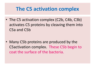 The C5 activation complex
• The C5 activation complex (C2b, C4b, C3b)
activates C5 proteins by cleaving them into
C5a and C5b
• Many C5b proteins are produced by the
C5activation complex. These C5b begin to
coat the surface of the bacteria.
 