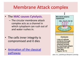 Membrane Attack complex
• The MAC causes Cytolysis.
– The circular membrane attack
complex acts as a channel in
which cytoplasm can rush out of
and water rushes in.
• The cells inner integrity is
compromised and it dies
• Animation of the classical
pathaway
 