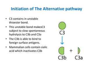 Initiation of The Alternative pathway
• C3 contains in unstable
thioester bond.
• This unstable bond makesC3
subject to slow spontaneous
hydrolysis to C3b and C3a
• The C3b is able to bind to
foreign surface antigens.
• Mammalian cells contain sialic
acid which inactivates C3b
 
