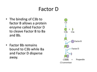 Factor D
• The binding of C3b to
factor B allows a protein
enzyme called Factor D
to cleave Factor B to Ba
and Bb.
• Factor Bb remains
bound to C3b while Ba
and Factor D disperse
away.
 