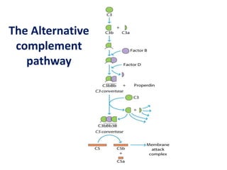 The Alternative
complement
pathway
 