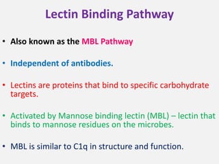 Lectin Binding Pathway
• Also known as the MBL Pathway
• Independent of antibodies.
• Lectins are proteins that bind to specific carbohydrate
targets.
• Activated by Mannose binding lectin (MBL) – lectin that
binds to mannose residues on the microbes.
• MBL is similar to C1q in structure and function.
 