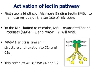 Activation of lectin pathway
• First step is binding of Mannose Binding Lectin (MBL) to
mannose residue on the surface of microbes.
• To the MBL bound to microbe, MBL –Associated Serine
Proteases (MASP – 1 and MASP – 2) will bind.
• MASP 1 and 2 is similar in
structure and function to C1r and
C1s
• This complex will cleave C4 and C2
 