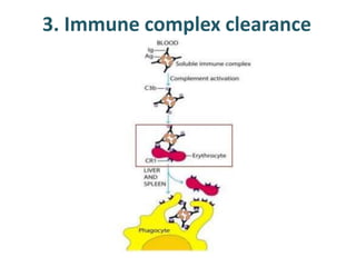 3. Immune complex clearance
 