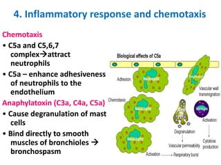 4. Inflammatory response and chemotaxis
Chemotaxis
• C5a and C5,6,7
complexattract
neutrophils
• C5a – enhance adhesiveness
of neutrophils to the
endothelium
Anaphylatoxin (C3a, C4a, C5a)
• Cause degranulation of mast
cells
• Bind directly to smooth
muscles of bronchioles 
bronchospasm
 