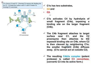 Complement system | PPT
