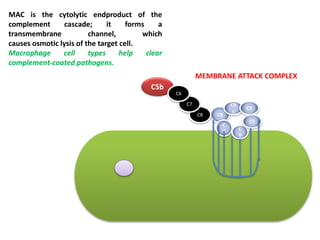 C5b
C9C8
C7
C6
C9
c
C9
C
9 C
9
C9
MEMBRANE ATTACK COMPLEX
MAC is the cytolytic endproduct of the
complement cascade; it forms a
transmembrane channel, which
causes osmotic lysis of the target cell.
Macrophage cell types help clear
complement-coated pathogens.
 